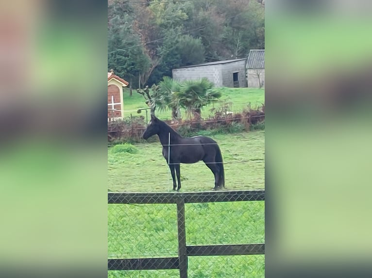 Cruzado Caballo castrado 8 años 159 cm Negro in Illescas