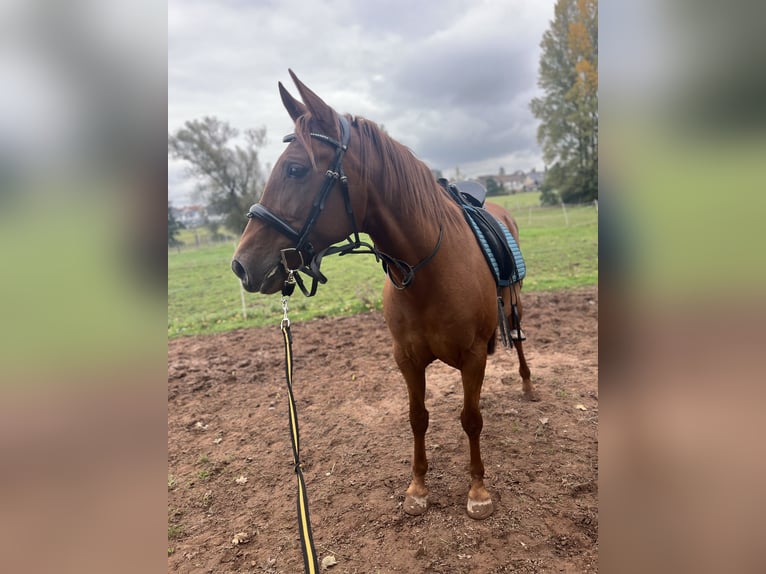 Cruzado Caballo castrado 8 años 160 cm Alazán in Bruchmühlbach-Miesau
