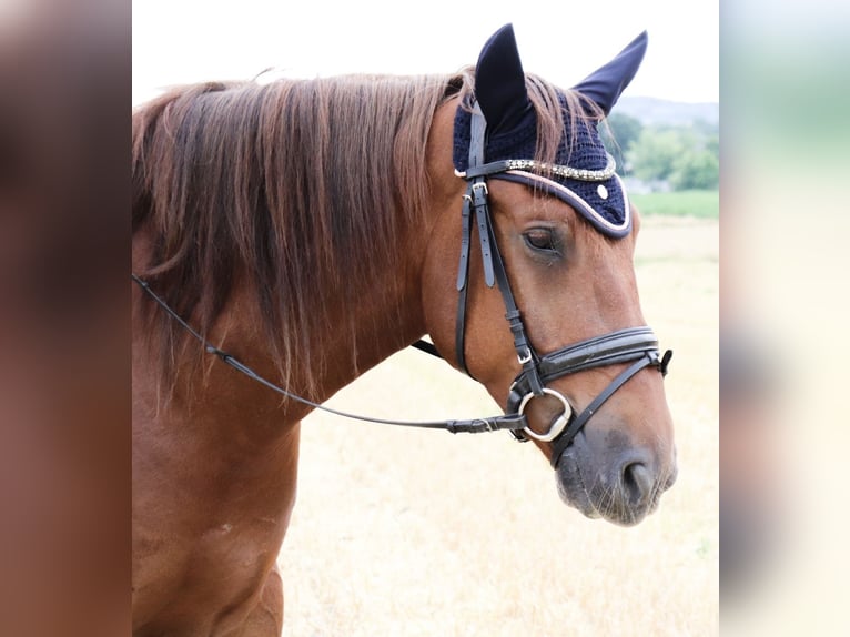 Cruzado Caballo castrado 8 años 160 cm Alazán in Kirchlengern