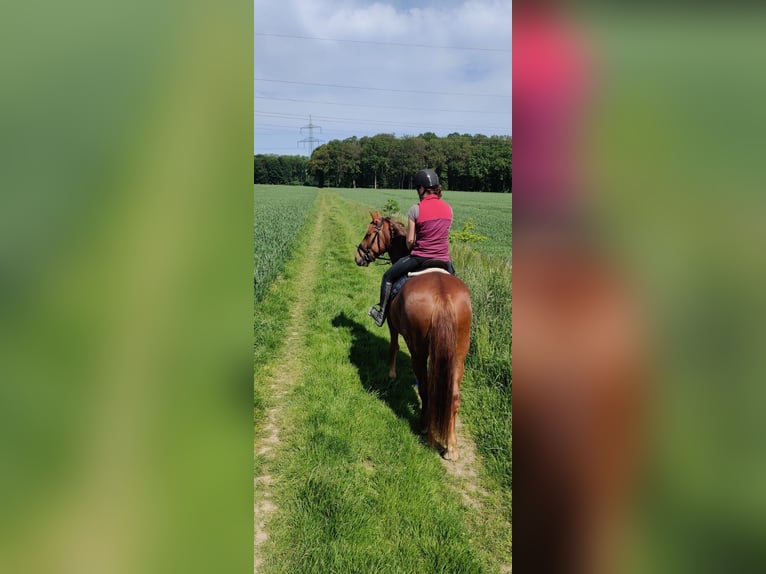 Cruzado Caballo castrado 8 años 160 cm Alazán in Kirchlengern