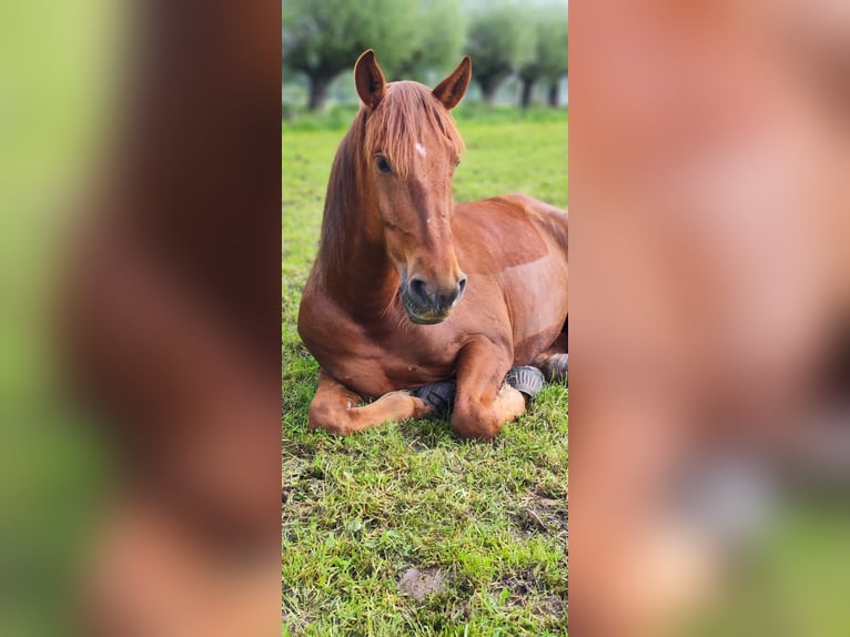 Cruzado Caballo castrado 8 años 160 cm Alazán in Kirchlengern