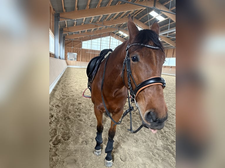 Cruzado Mestizo Caballo castrado 8 años 160 cm Castaño in Obing