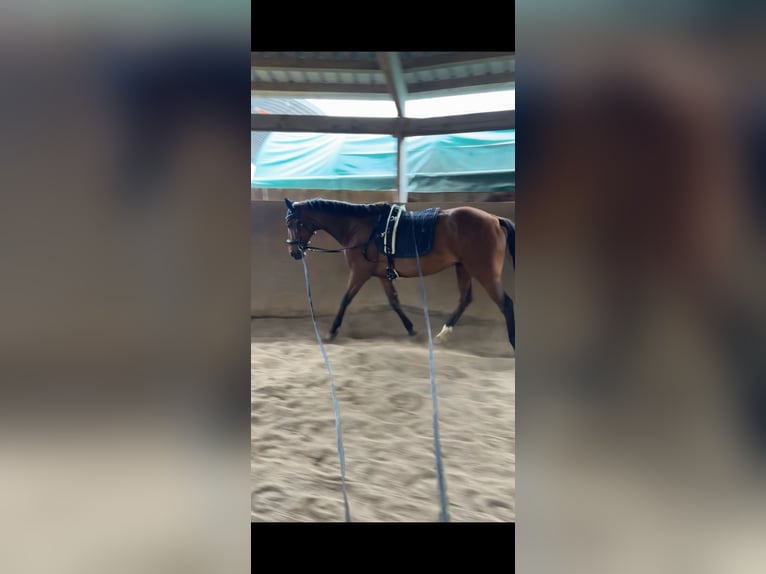 Cruzado Caballo castrado 8 años 162 cm Castaño in Hamburg Tonndorf