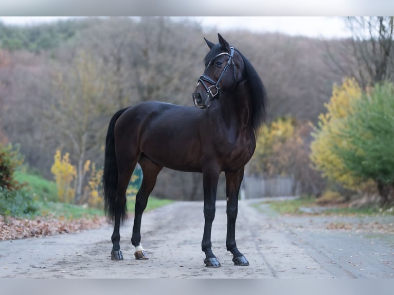 Cruzado Caballo castrado 8 años 162 cm Castaño oscuro in Windhagen