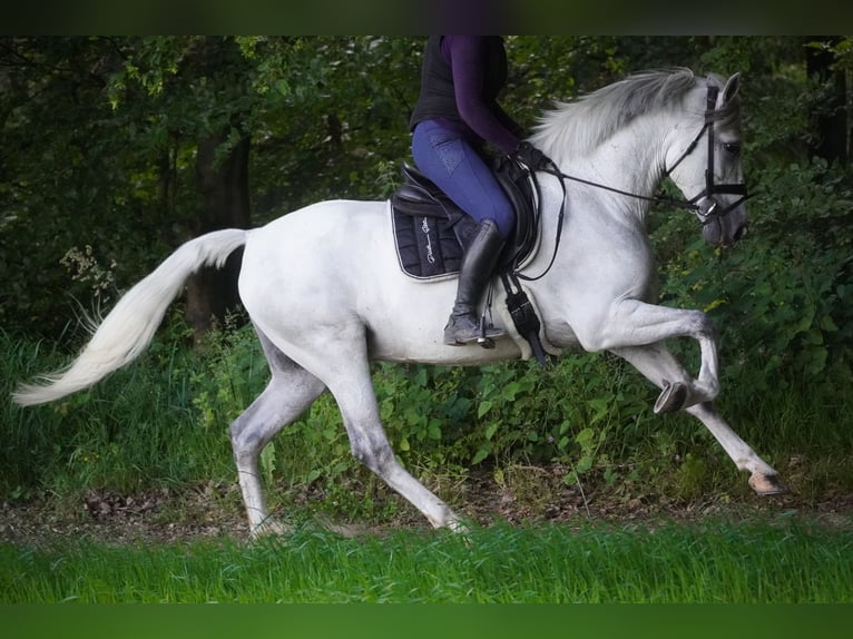 Cruzado Caballo castrado 8 años 162 cm Tordo in Nettersheim