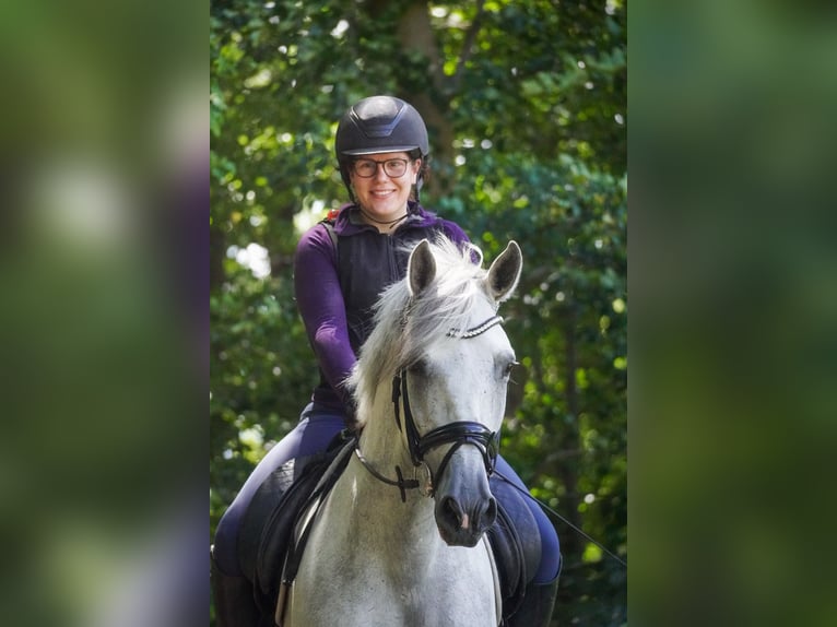 Cruzado Caballo castrado 8 años 162 cm Tordo in Nettersheim
