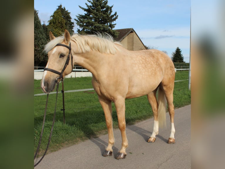 Cruzado Caballo castrado 8 años 165 cm Palomino in Rommerskirchen