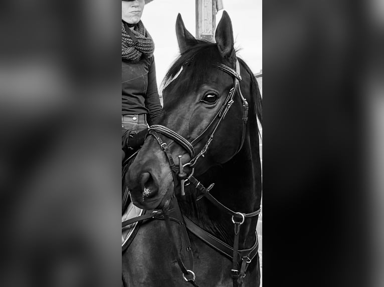 Cruzado Caballo castrado 8 años 170 cm Castaño oscuro in Utebo