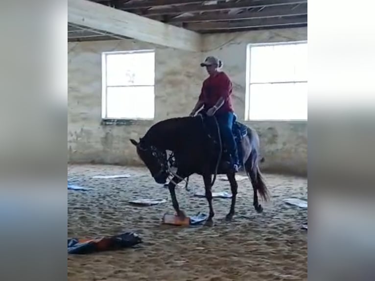 Cruzado Caballo castrado 9 años 146 cm Alazán in Reisbach