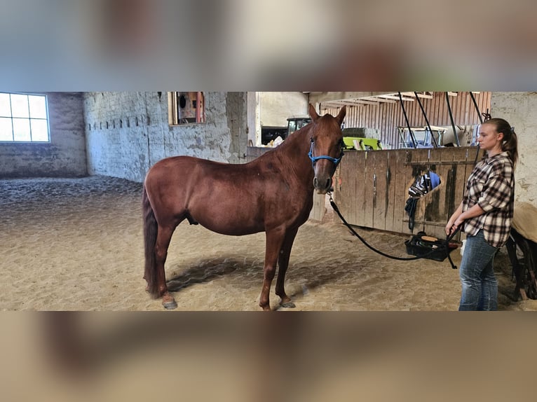 Cruzado Caballo castrado 9 años 146 cm Alazán in Reisbach