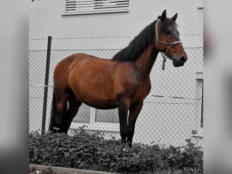 Cruzado Caballo castrado 9 años 150 cm  in Meckenheim