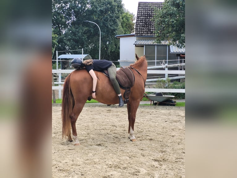 Cruzado Caballo castrado 9 años 154 cm Alazán in Wehr