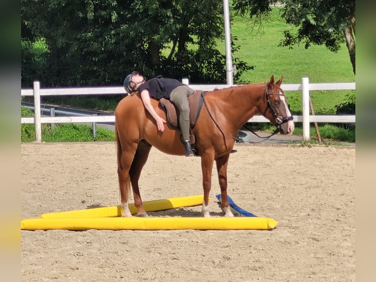 Cruzado Caballo castrado 9 años 154 cm Alazán in Wehr