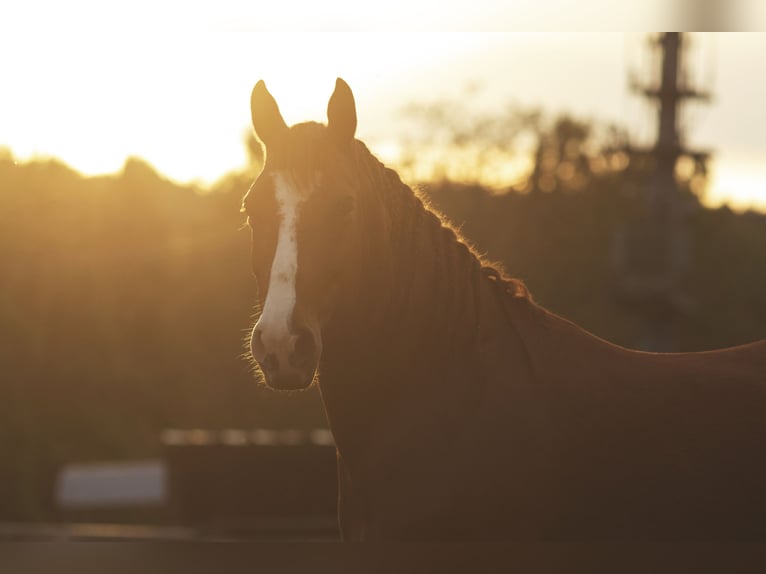 Cruzado Caballo castrado 9 años 154 cm Alazán in Wehr