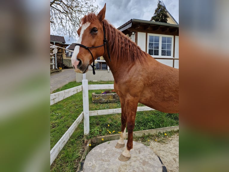 Cruzado Caballo castrado 9 años 154 cm Alazán in Wehr