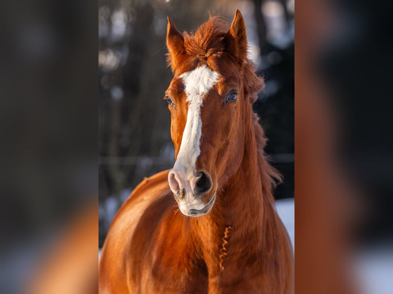 Cruzado Caballo castrado 9 años 154 cm Alazán in Wehr