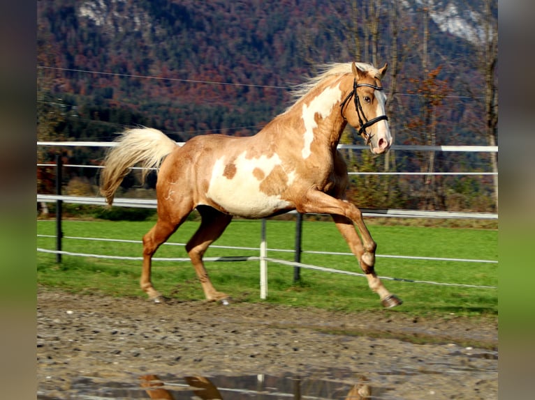 Cruzado Caballo castrado 9 años 155 cm Overo-todas las-capas in Kirchbichl