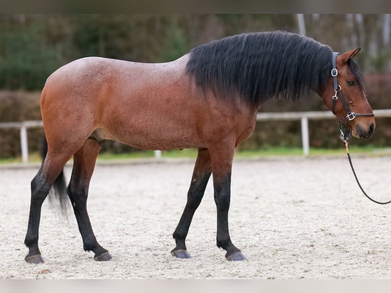Cruzado Caballo castrado 9 años 155 cm Ruano alazán in Neustadt (Wied)