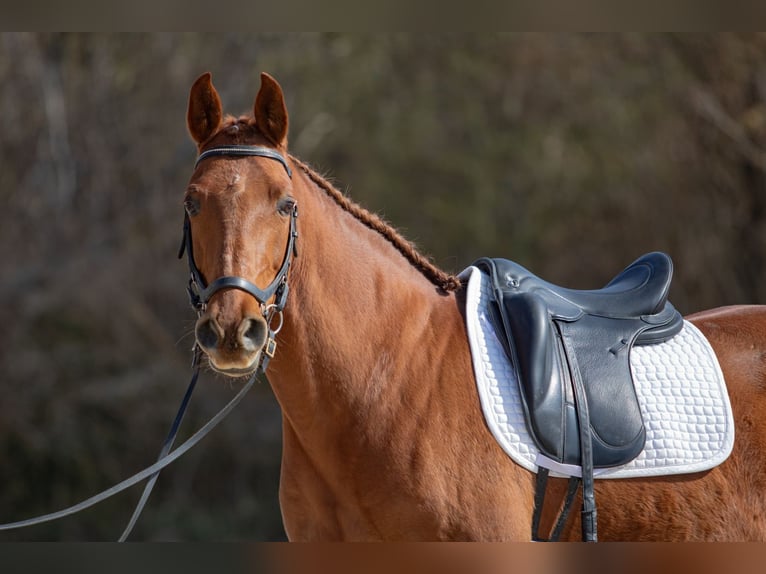 Cruzado Caballo castrado 9 años 157 cm Alazán in Reutlingen