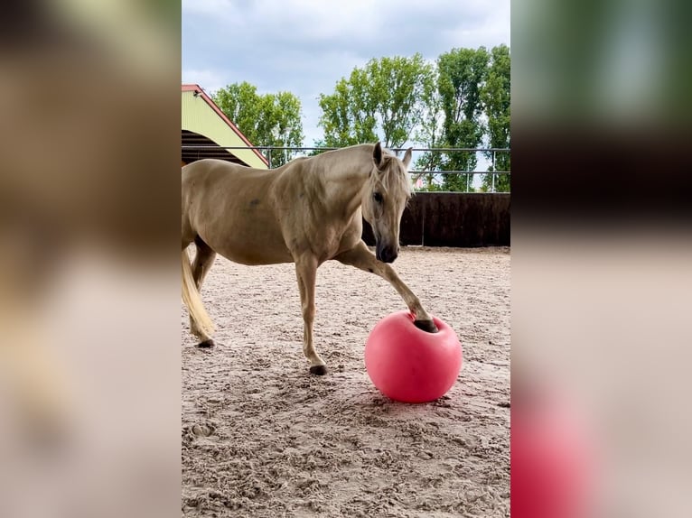 Cruzado Caballo castrado 9 años 157 cm Palomino in K&#xF6;ln