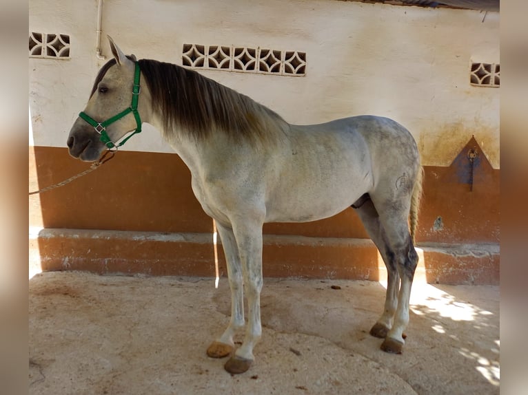 Cruzado Caballo castrado 9 años 157 cm Tordo in Granada