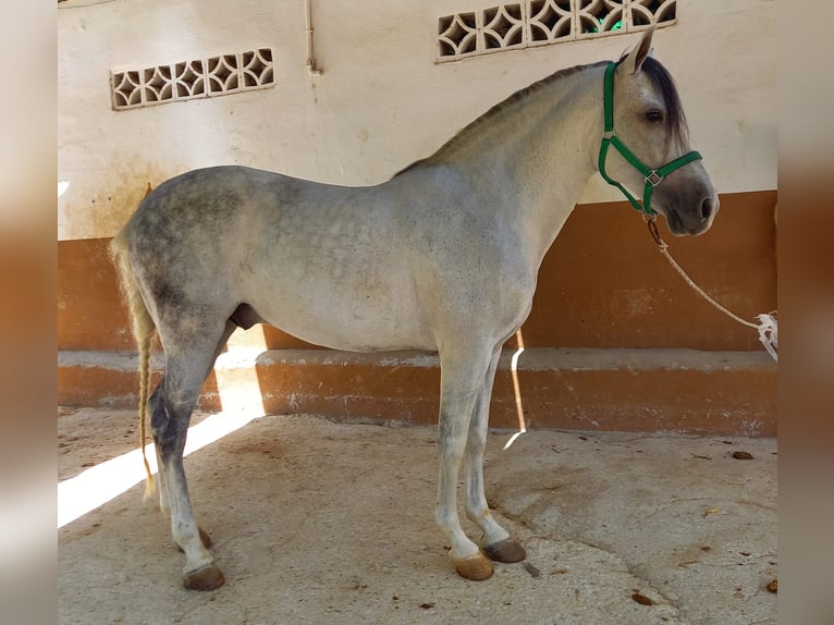 Cruzado Caballo castrado 9 años 157 cm Tordo in Granada