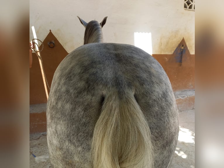 Cruzado Caballo castrado 9 años 157 cm Tordo in Granada