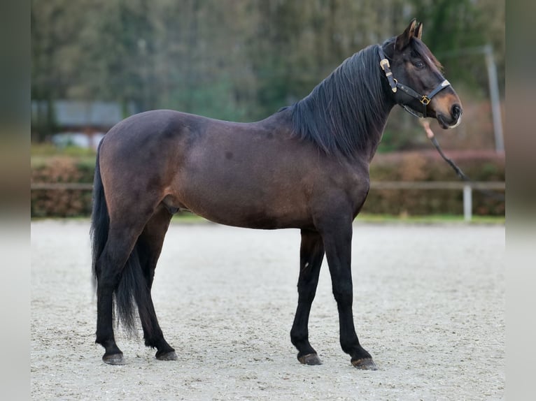 Cruzado Caballo castrado 9 años 158 cm Castaño oscuro in Neustadt (Wied)
