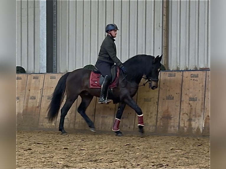 Cruzado Caballo castrado 9 años 158 cm Castaño oscuro in Neustadt (Wied)