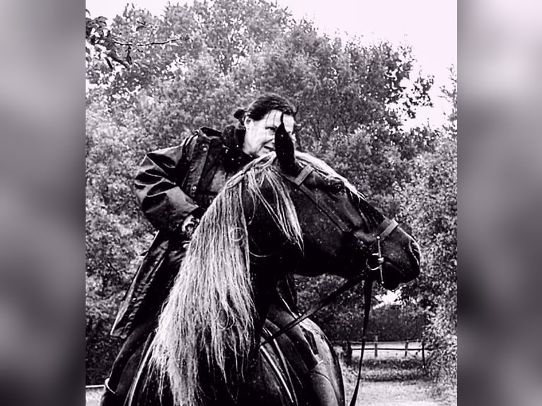 Cruzado Caballo castrado 9 años 160 cm in Hamburg