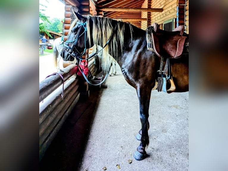 Cruzado Caballo castrado 9 años 160 cm in Hamburg
