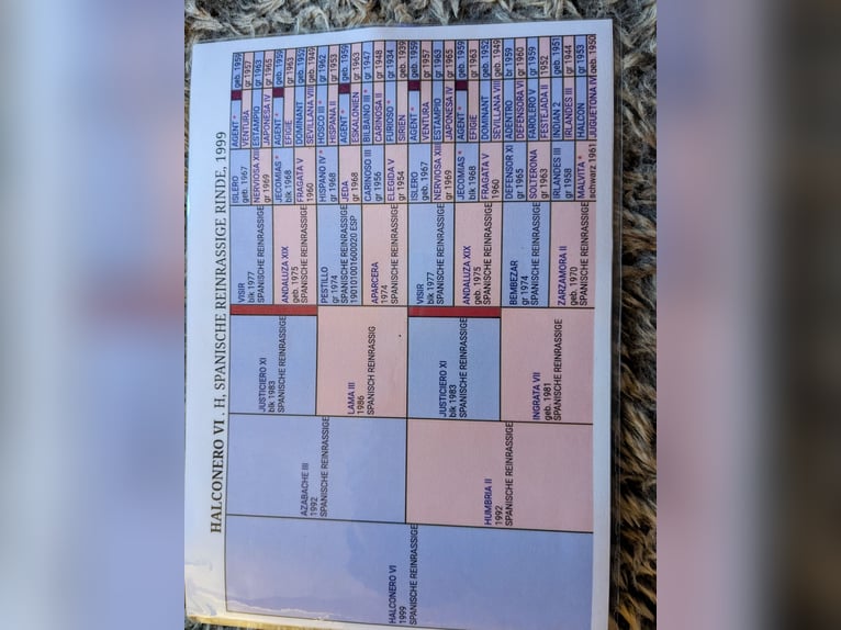 Cruzado Caballo castrado 9 años 160 cm in Hamburg