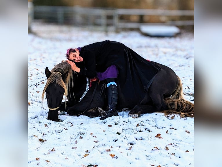 Cruzado Caballo castrado 9 años 160 cm in Hamburg