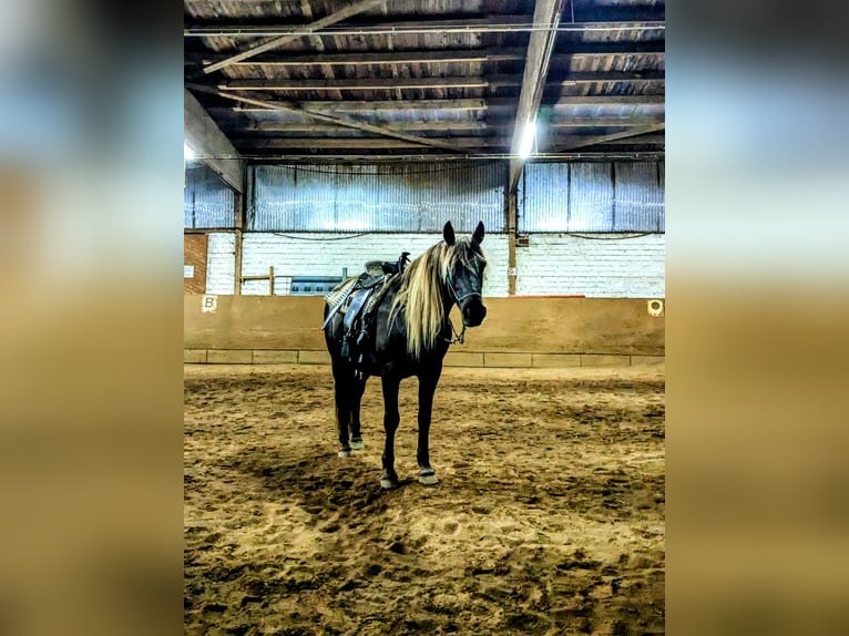 Cruzado Caballo castrado 9 años 160 cm in Hamburg