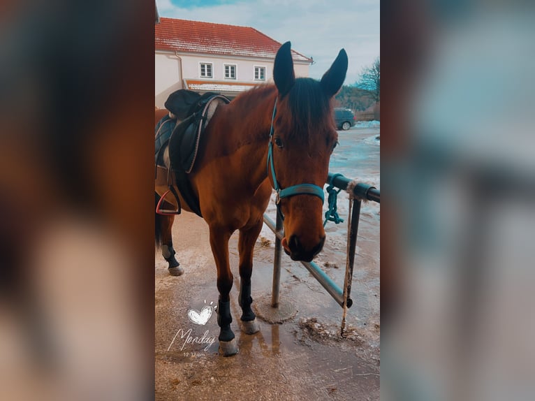 Cruzado Mestizo Caballo castrado 9 años 160 cm Castaño in Obing