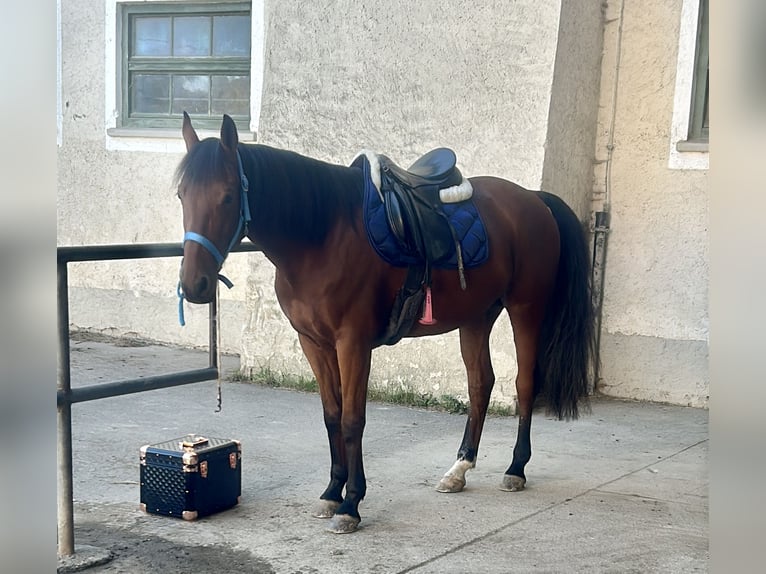 Cruzado Mestizo Caballo castrado 9 años 160 cm Castaño in Obing