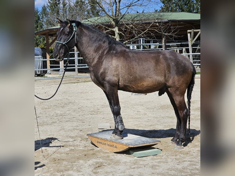 Cruzado Caballo castrado 9 años 160 cm Castaño oscuro in Salzburg