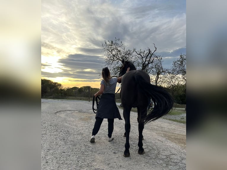 Cruzado Caballo castrado 9 años 160 cm Negro in Orrius