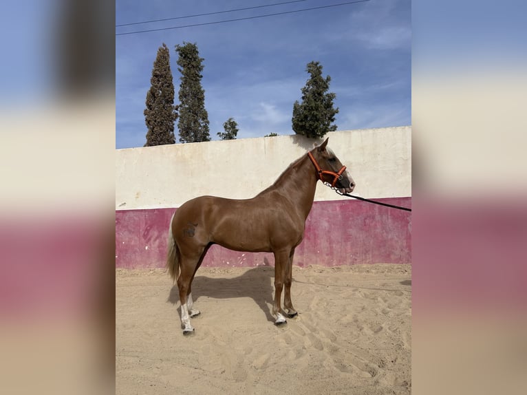 Cruzado Caballo castrado 9 años 160 cm Perla in Mutxamel