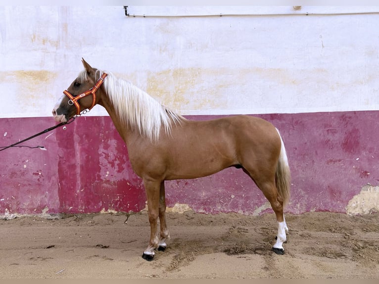 Cruzado Caballo castrado 9 años 160 cm Perla in Mutxamel