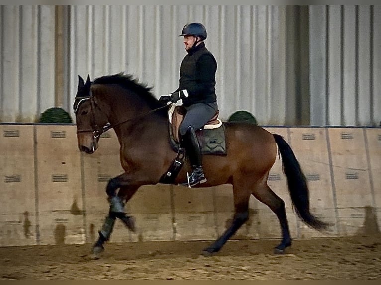 Cruzado Caballo castrado 9 años 163 cm Castaño in Neustadt (Wied)