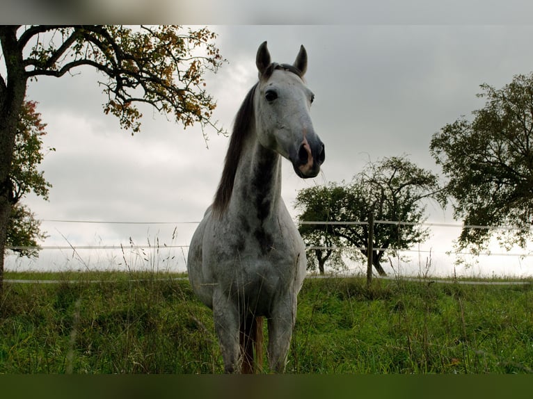 Cruzado Castrone 10 Anni 152 cm Grigio in Bad Wimpfen