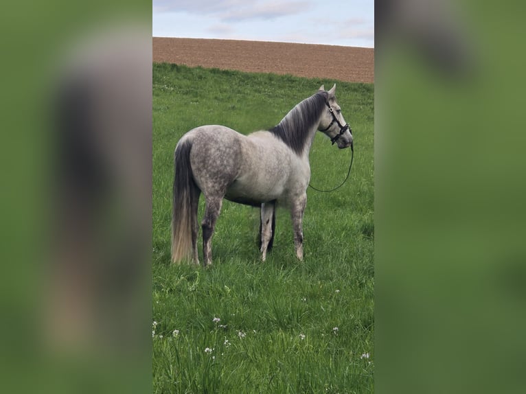 Cruzado Castrone 10 Anni 152 cm Grigio in Bad Wimpfen