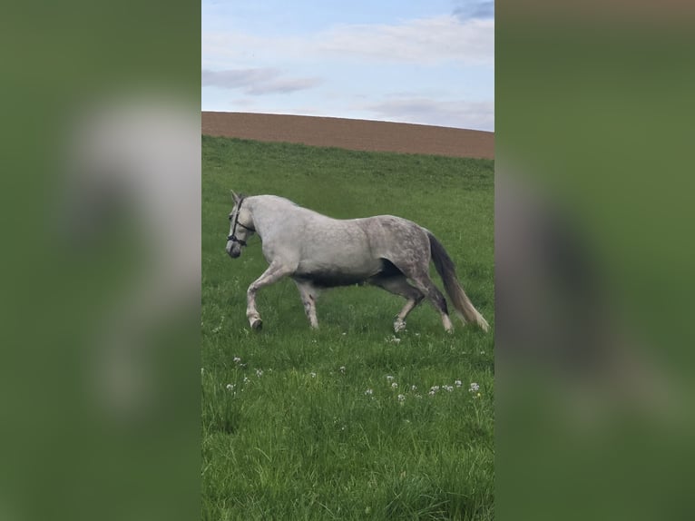 Cruzado Castrone 10 Anni 152 cm Grigio in Bad Wimpfen
