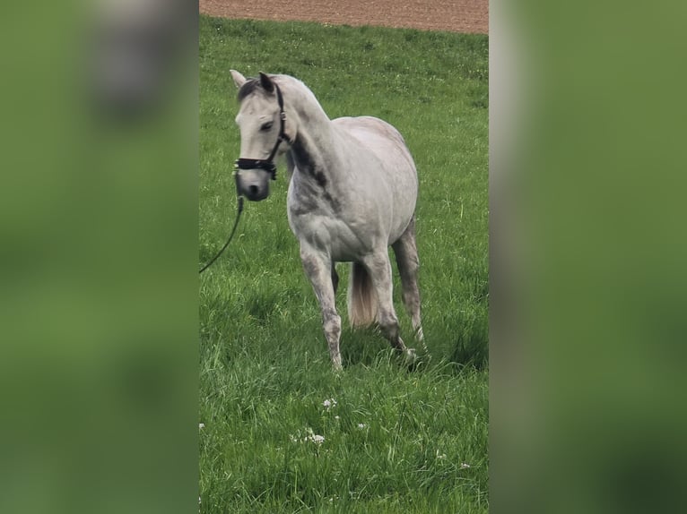 Cruzado Castrone 10 Anni 152 cm Grigio in Bad Wimpfen