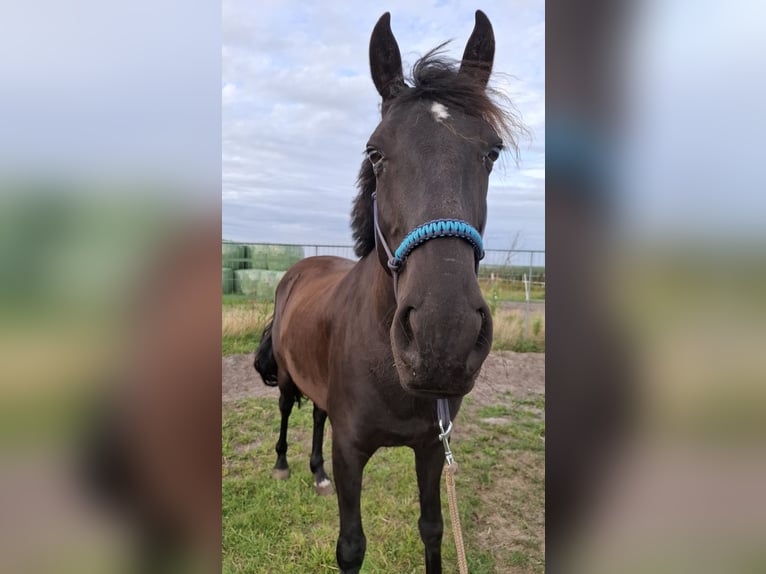 Cruzado Mix Castrone 10 Anni 153 cm Morello in Buren
