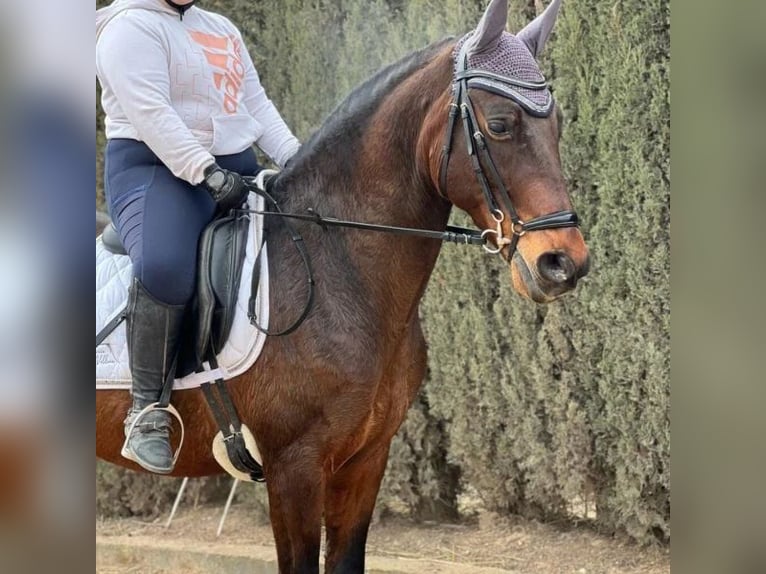 Cruzado Castrone 10 Anni 155 cm in Sabadell Cruzado Castrone 10 Anni 155 cm in Sabadell