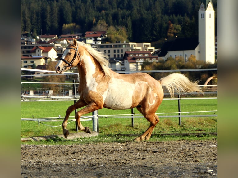 Cruzado Castrone 10 Anni 155 cm Overo-tutti i colori in Kirchbichl