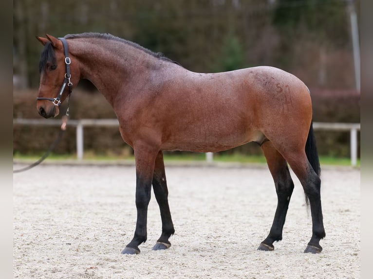 Cruzado Castrone 10 Anni 155 cm Roano rosso in Neustadt (Wied)