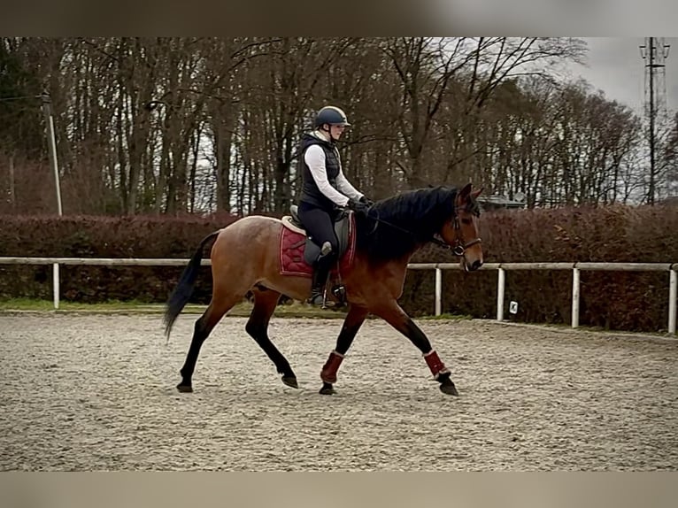 Cruzado Castrone 10 Anni 155 cm Roano rosso in Neustadt (Wied)